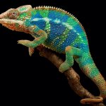 Panther Chameleon Care Guide, Facts, Price & Where To Buy - Everything