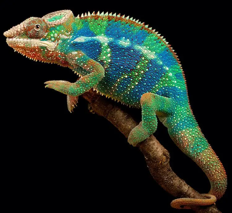 Panther Chameleon Portrait