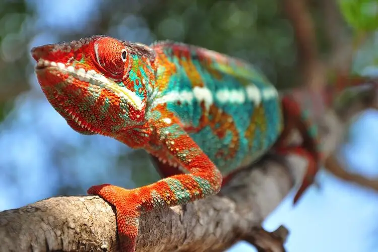 Panther Chameleon Care Guide, Facts, Price & Where To Buy - Everything  Reptiles