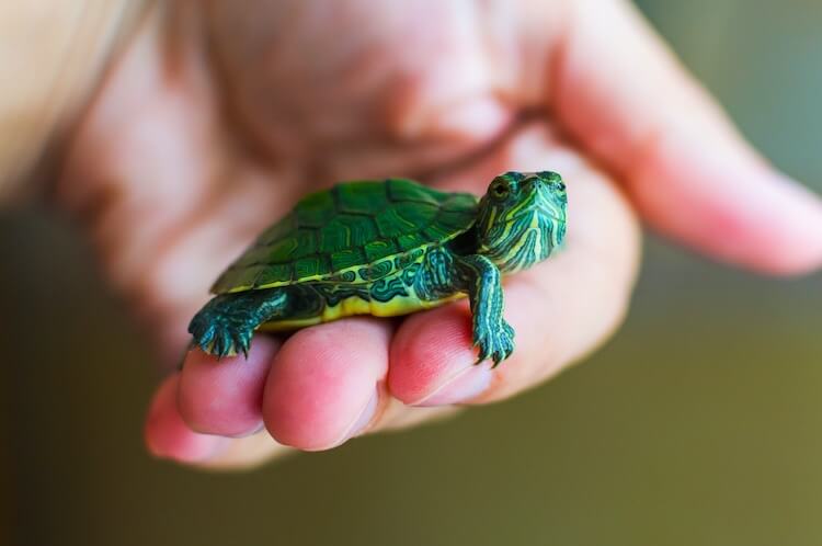 Top 350+ Best Pet Turtle Names