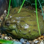 Pixie Frog Habitat