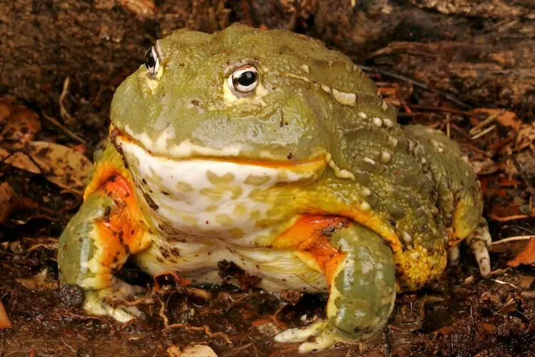 Pixie Frog Care Sheet Everything About Giant African Bullfrogs Everything Reptiles,How To Grow Sweet Potatoes In Water