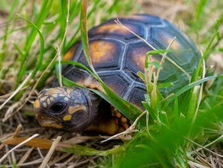Red-Footed Tortoise Feature