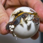 Red-Footed Tortoise Hatching