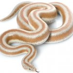 Rosy Boa Pet Snake
