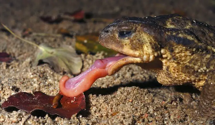 Kröte, die Würmer isst