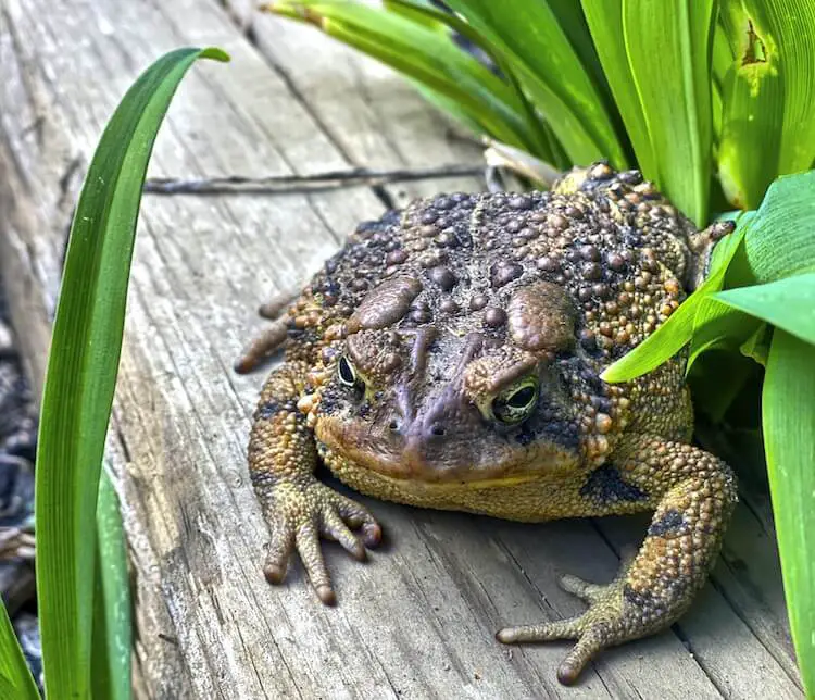 Toad In The Garden