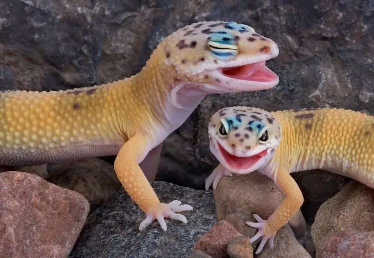 Two Geckos Laughing