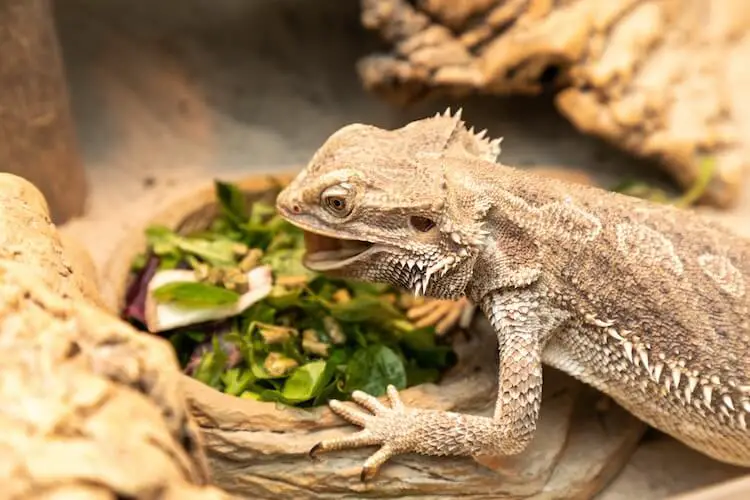 What Do Bearded Dragons Eat Best Food List And Feeding Guide