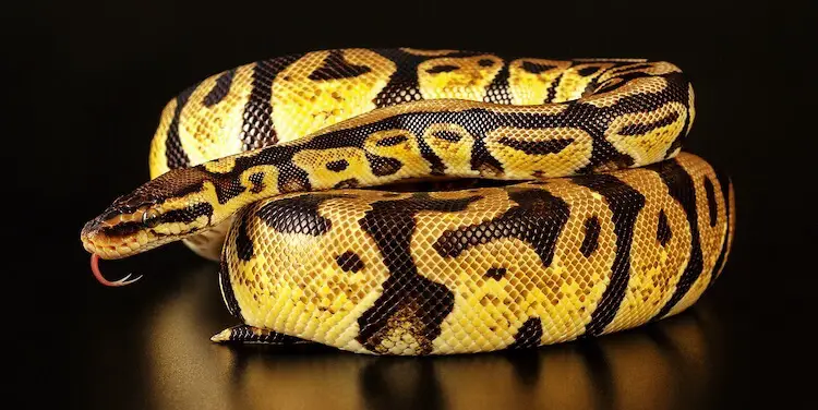 Adult Pastel Ball Python