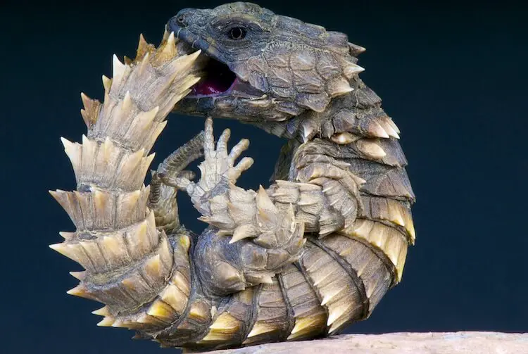 armadillo lizard dragon
