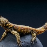 Armadillo Lizard Pet