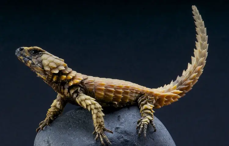 armadillo girdled lizard pet