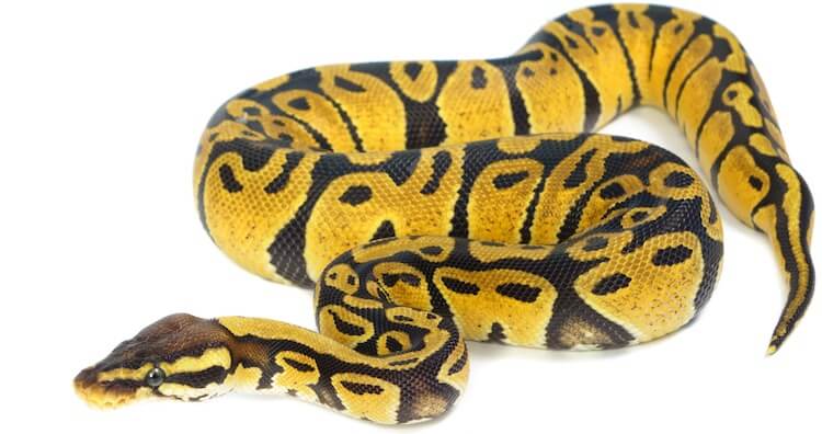 Ball Python Morph Snake