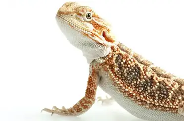 How Much Does A Bearded Dragon Cost? Species Price Guide - Everything  Reptiles