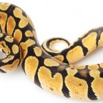 Female Pastel Ball Python