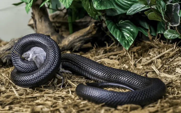 Mexican Black Kingsnake Eating A Mouse