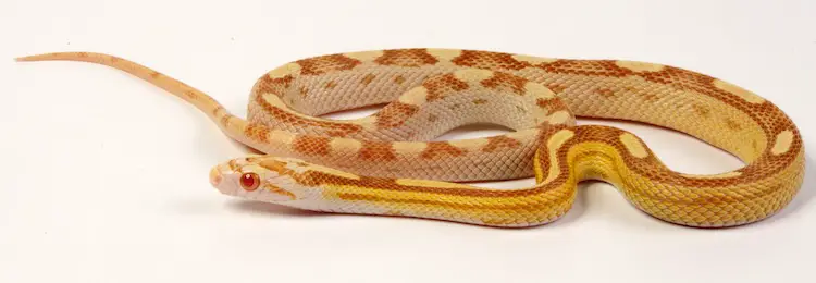 Motley Corn Snake