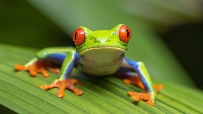 Pet Frog
