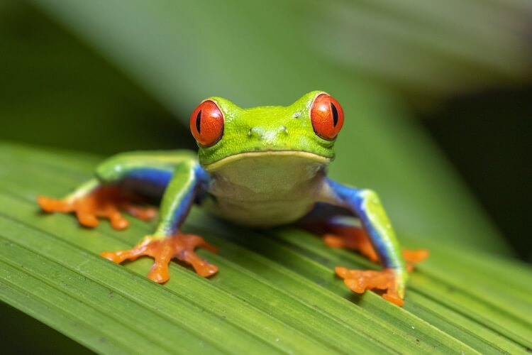 top-17-most-popular-pet-frogs-for-beginners