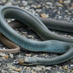 Adult Blue Racer Snake