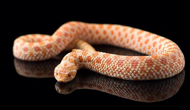 Albino Hognose Snake
