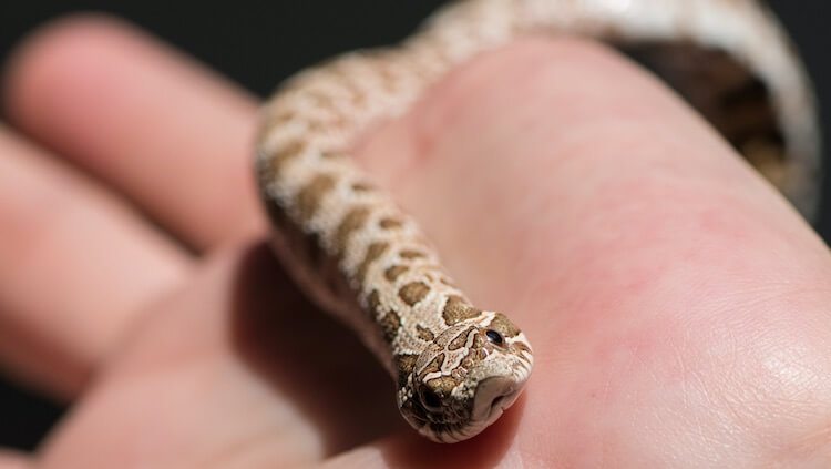 Baby Western Hognose Snake