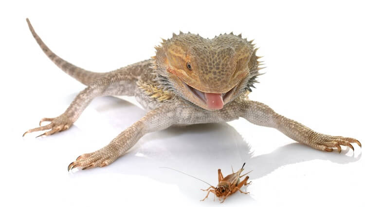 Bearded Dragon Eating A Cricket