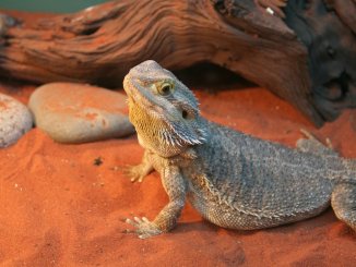 Best Bearded Dragon Substrate
