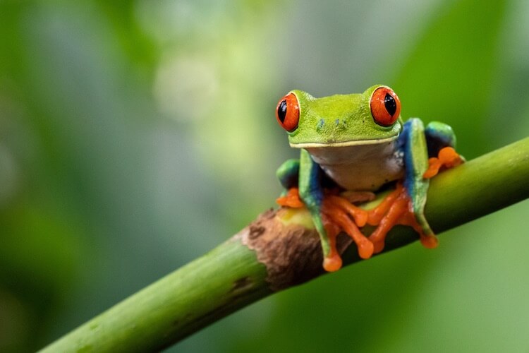 Best Frog Names