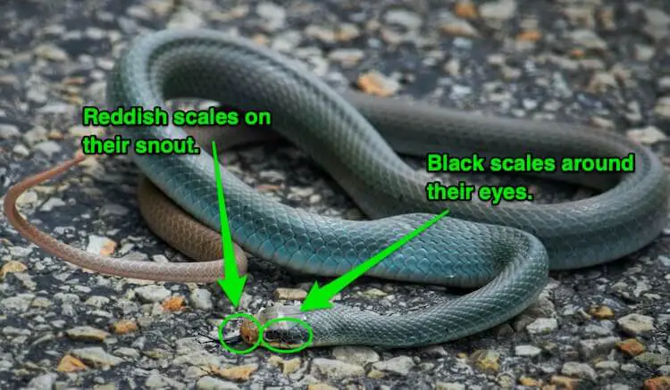 Blue Racer Snake Breed Profile Facts Speed Pictures Care Everything Reptiles