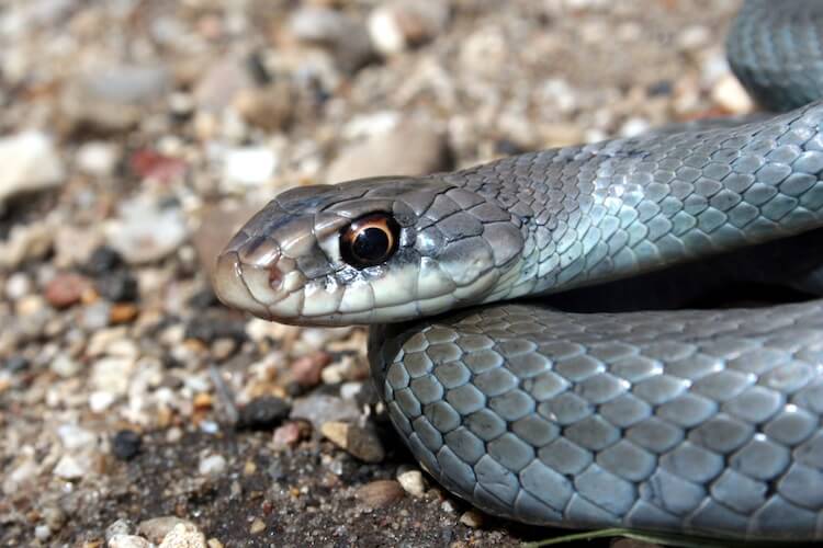 Blue Racer Snake Breed Profile Facts Speed Pictures Care Everything Reptiles