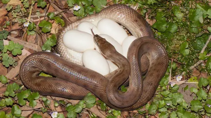 Do Snakes Lay Eggs?