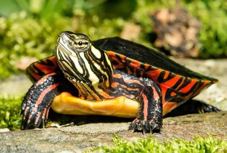 Types of Turtles 33 Small & Cute Pet Turtles For