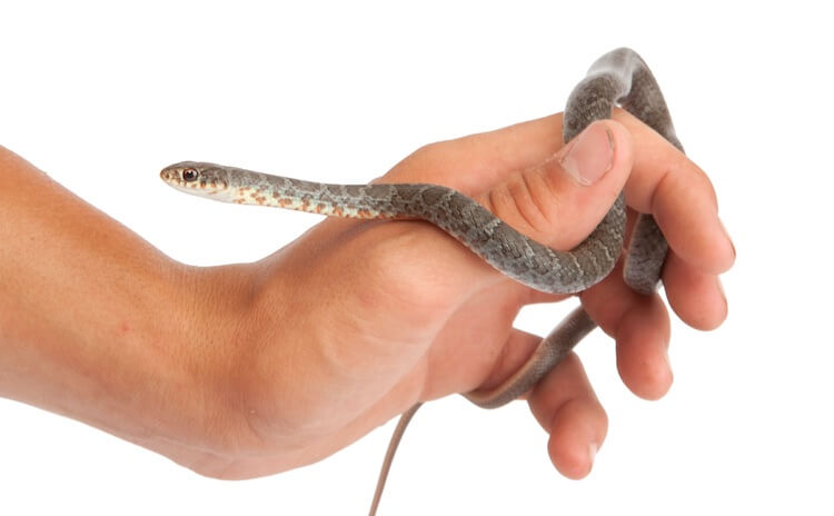 Handling A Baby Blue Racer Snake