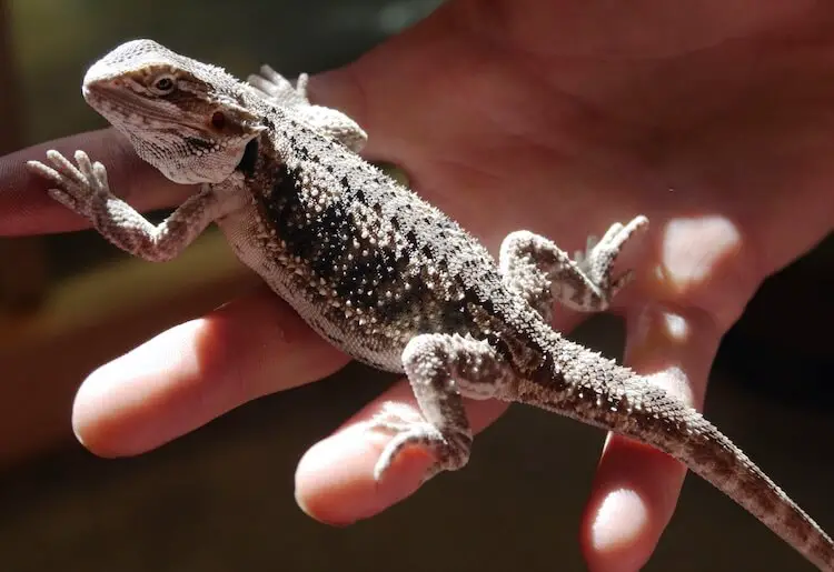 Holding A Baby Bearded Dragon