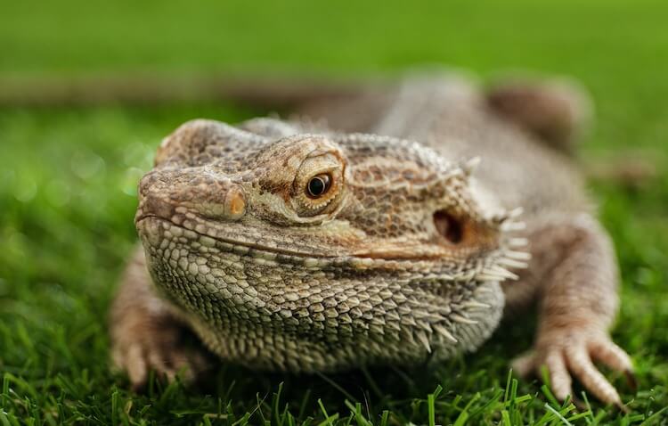 Overweight Bearded Dragon