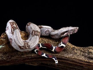Red Tail Boa