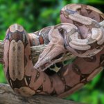 Red-tailed Boa