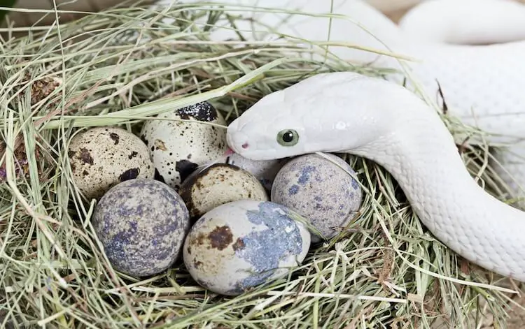 Texas-Rattenschlange mit ihren Eiern