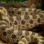 Western Hognose Snake In An Enclosure