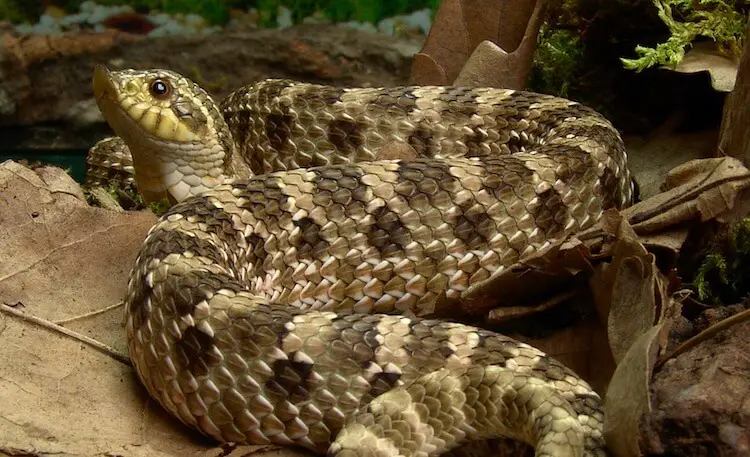 Western Hognose Snake In An Enclosure