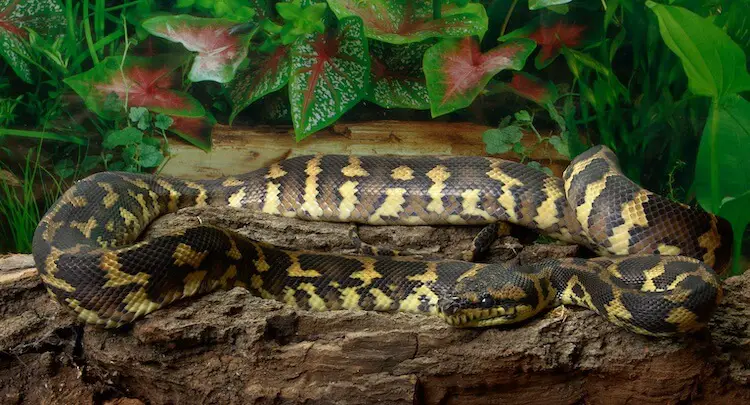 Adult Carpet Python Snake