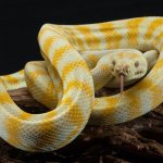 Albino Carpet Python Snake