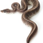 Axanthic Ball Python