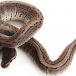 Axanthic Ball Python Snake