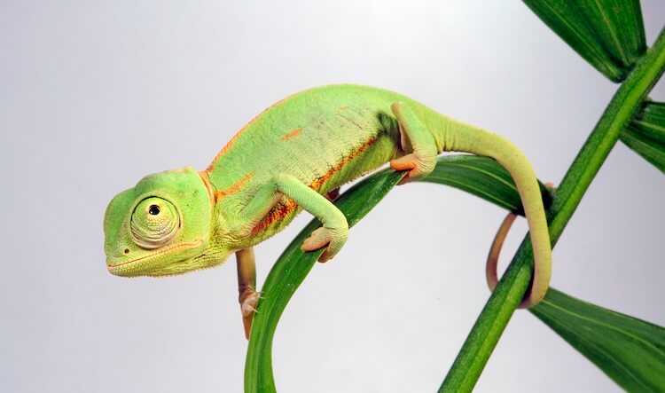 Baby Chameleon On A Branch