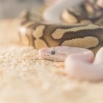 Two Ball Python Snakes After Breeding