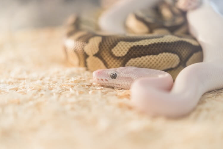 Complete Ball Python Breeding Guide: Timeline, Incubation & More