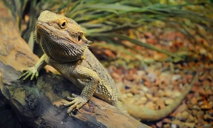 Bearded Dragon Shedding On A Log